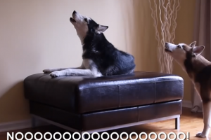 1505031_642798715772197_195960358_n